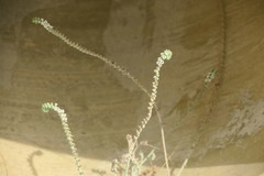 Heliotropium calcareum