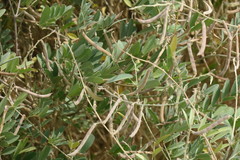 Tephrosia apollinea