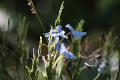 Eranthemum