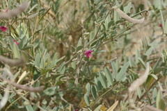 Tephrosia apollinea