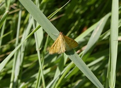 Mecyna flavalis