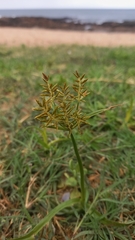 Cyperus esculentus esculentus
