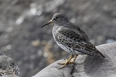 Calidris ptilocnemis
