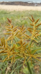 Cyperus esculentus esculentus