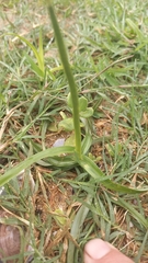 Cyperus esculentus esculentus