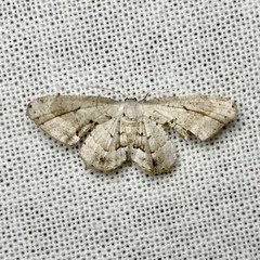 Phazaca leucocephala