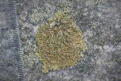 Xanthoparmelia loxodes