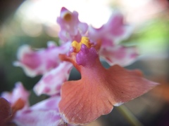 Trichocentrum lanceanum