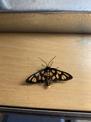 Amata trigonophora