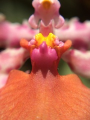 Trichocentrum lanceanum