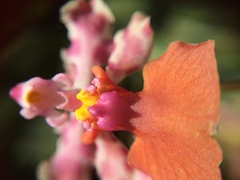 Trichocentrum lanceanum