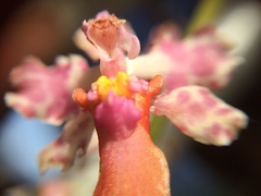 Trichocentrum lanceanum