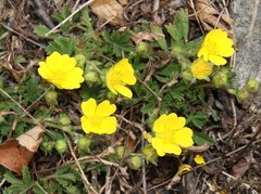 Potentilla pusilla