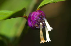 Palicourea apoda