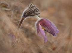 Pulsatilla montana