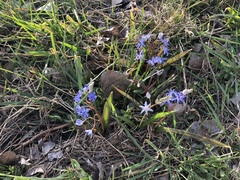 Scilla vindobonensis