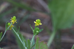 Ranunculus sceleratus