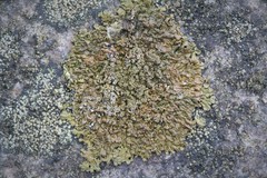 Xanthoparmelia loxodes