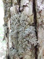 Physconia subpallida