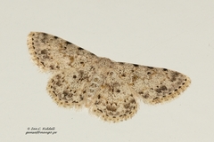 Scopula nigrinotata