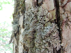 Physconia subpallida