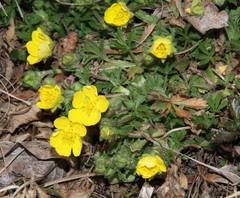 Potentilla pusilla