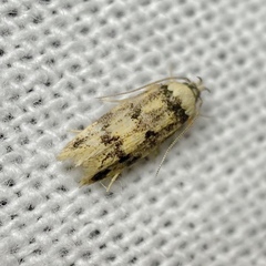 Sphyrelata nefanda