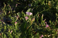 Convolvulus arvensis