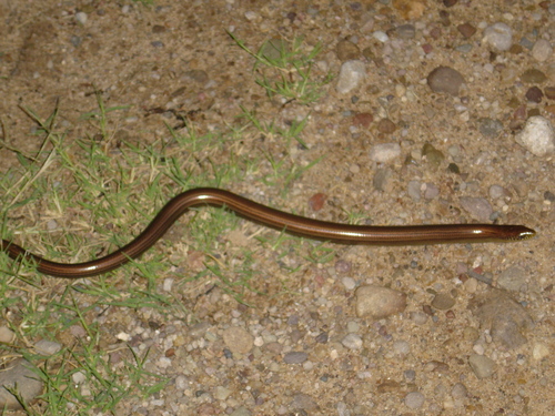 Ophiodes intermedius