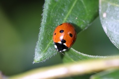 Coccinellidae