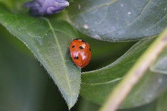 Coccinellidae