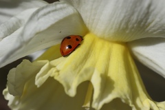 Coccinellidae