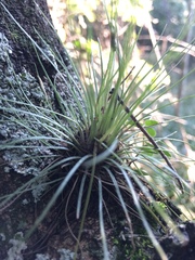 Tillandsia juncea