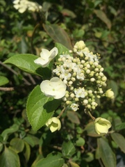 Viburnum macrocephalum