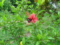 Troidini