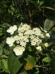 Viburnum macrocephalum