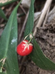 Ruscus hypophyllum