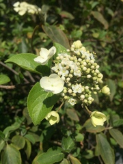 Viburnum macrocephalum