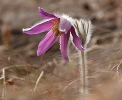 Pulsatilla montana