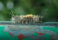 Dasychira chekiangensis