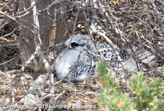 Phaethon rubricauda rubricauda