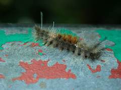 Dasychira chekiangensis