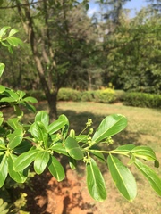 Euonymus grandiflorus