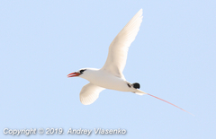 Phaethon rubricauda rubricauda