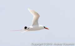 Phaethon rubricauda rubricauda