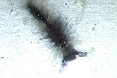 Dasychira chekiangensis