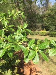 Euonymus grandiflorus