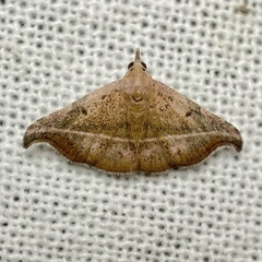 Corgatha ancistrodes