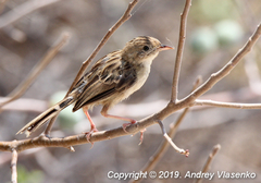 Cisticola cherina