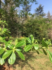 Euonymus grandiflorus